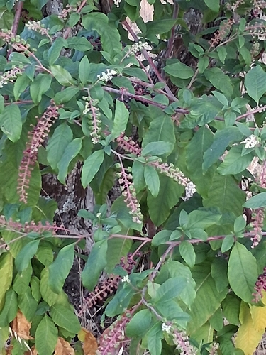 American pokeweed
