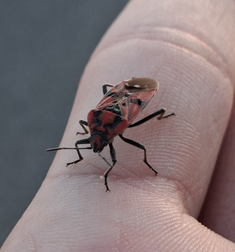 Indian Milkweed Bug