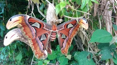 Attacus atlas
