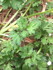 Ranunculus