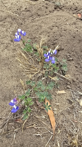 Lupinus nanus observed 2026-08-22