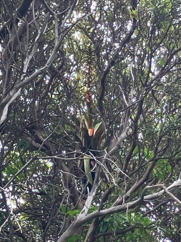 Werauhia ororiensis, photograph 2