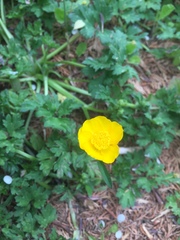 Ranunculus