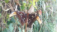 Attacus atlas