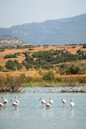 Greater Flamingo