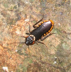 Paranauphoeta basalis