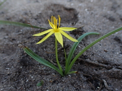 Empodium gloriosum