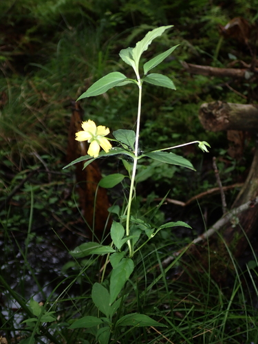 Lysimachia hybrida, photograph 3