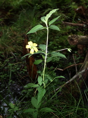 Lysimachia hybrida, photograph (c) John Baur, some rights reserved (CC BY)