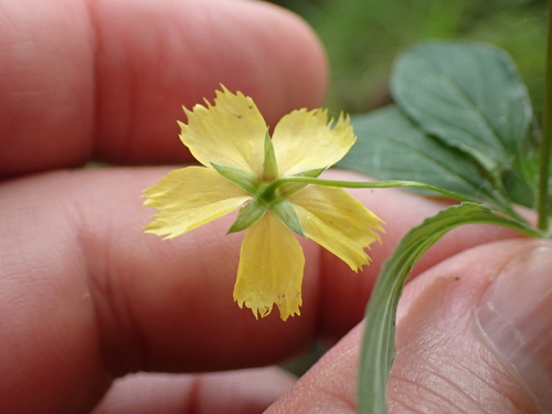 Lysimachia hybrida, photograph 4
