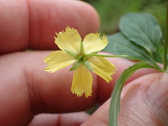 Lysimachia hybrida, photograph (c) John Baur, some rights reserved (CC BY)