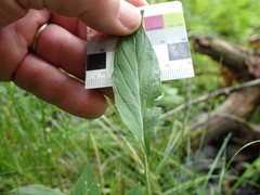 Lysimachia hybrida, photograph (c) John Baur, some rights reserved (CC BY)