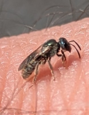 Metallic Sweat Bees