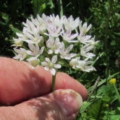 Allium canadense