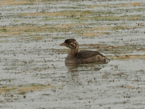 Pied-billed Grebe