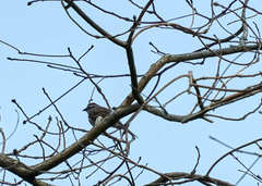 Spizella passerina passerina