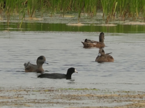 American Wigeon