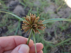 Cyperus brevis