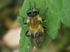 Criorhina floccosa