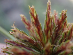 Cyperus brevis