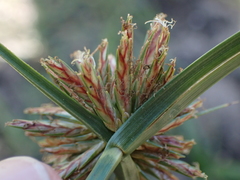 Cyperus brevis