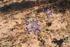 Triteleiopsis palmeri