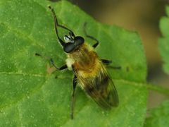 Criorhina floccosa