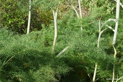 Ferula glauca
