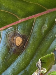 Alternaria