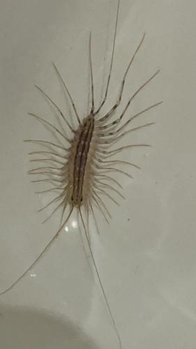 House Centipede