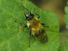 Criorhina floccosa