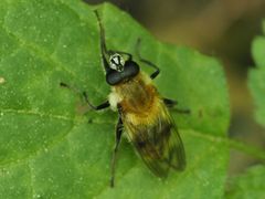 Criorhina floccosa