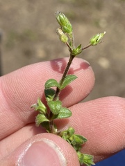 Cerastium holosteoides