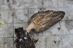 Morchella importuna