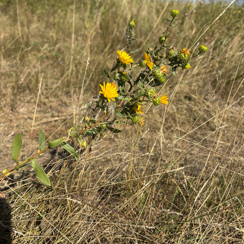 Curlycup Gumweed