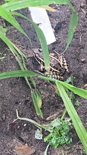 Pickerel Frog