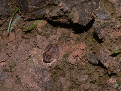 Pleurodema brachyops