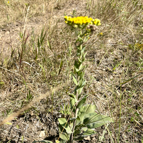 stiff-leaved goldenrod