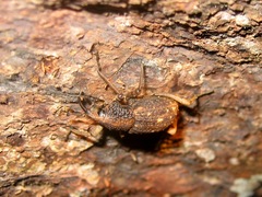 Sipalinus gigas