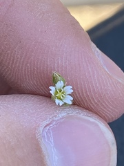 Cerastium holosteoides