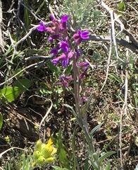 Boechera divaricarpa