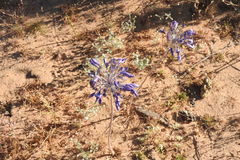 Triteleiopsis palmeri