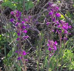 Boechera divaricarpa