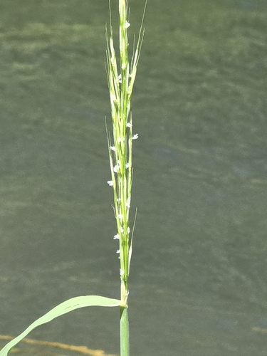 Zizania texana, photograph 4