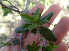 Diospyros simii