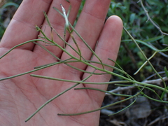 Sisymbrium capense