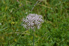 Allium nigrum