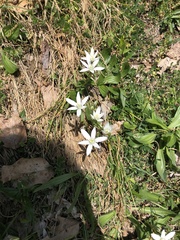 Ornithogalum umbellatum