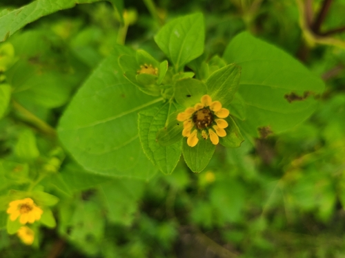 Melampodium perfoliatum