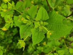 Melampodium perfoliatum, photograph (c) Claudia Ramírez, some rights reserved (CC BY-SA)